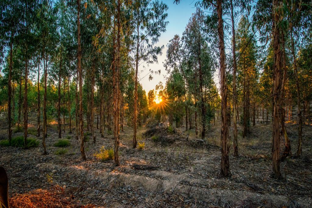 Гостевой дом Quinta Da Eira Velha Aldeia do Mato  Экстерьер фото